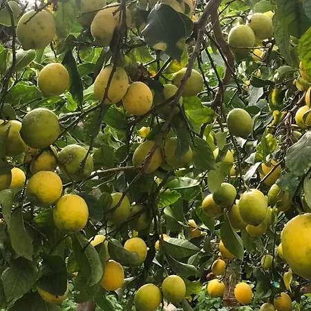 Il Giardino Romantico *