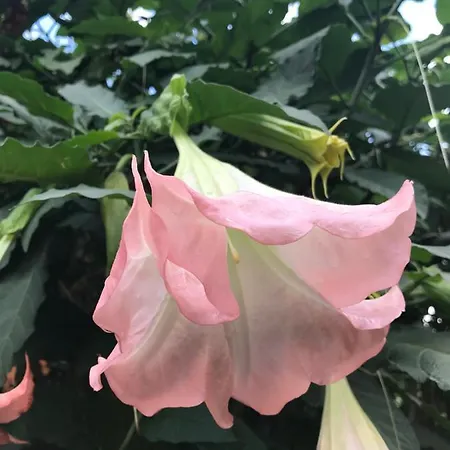 Horská chata Il Giardino Romantico Santa Flavia