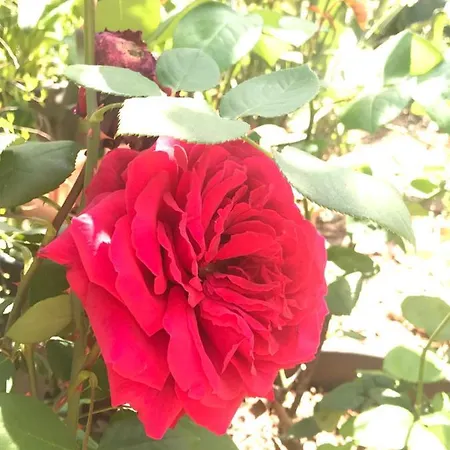 Il Giardino Romantico * Santa Flavia